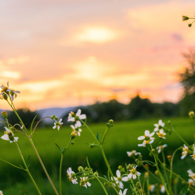 fiber sustainability