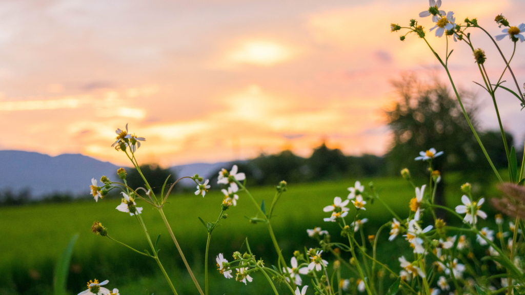 fiber sustainability